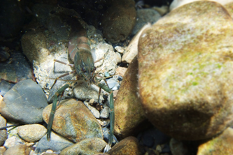 岩をそっとどかして、丸裸状態の手長エビ。緊張の一瞬！