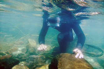 小さなエビを求めて、水中をさまよう。澄んだ仁淀川だからできること。