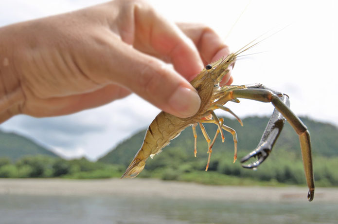 仁淀川でひと勝負！手長エビ獲りで清流の豊かさを知る