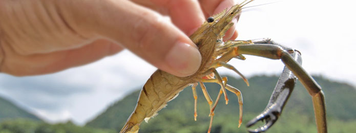 仁淀川でひと勝負！手長エビ獲りで清流の豊かさを知る