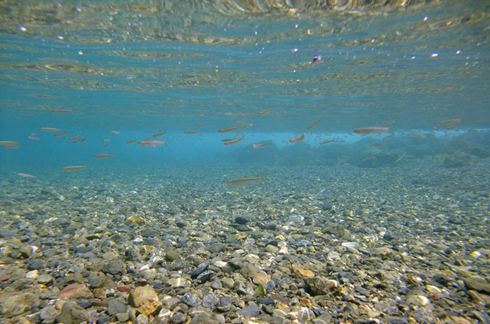 川を旅して、仁淀ブルーを発見
