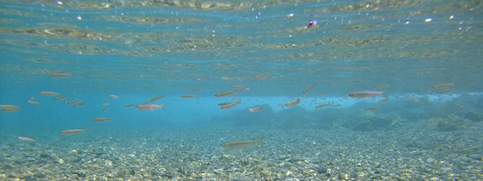 川を旅して、仁淀ブルーを発見