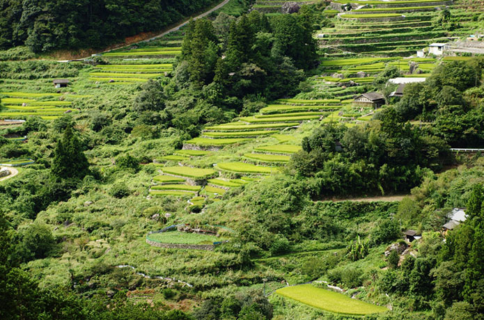 仁淀川・天空の棚田にも収穫の秋がやってきた