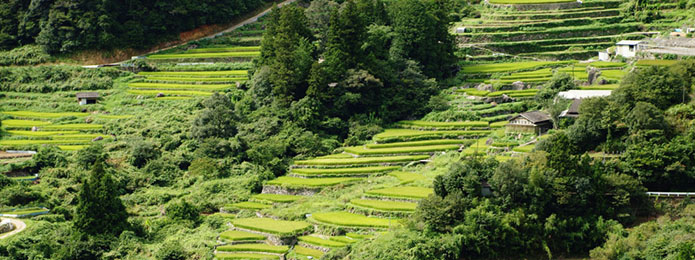 仁淀川・天空の棚田にも収穫の秋がやってきた