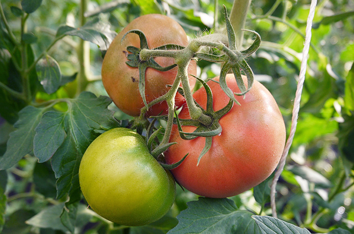 太陽の恵みと石垣の力、そして野々宮さんの知恵 『石垣パワートマト』