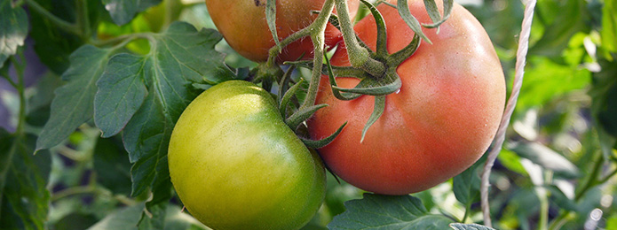 太陽の恵みと石垣の力、そして野々宮さんの知恵 『石垣パワートマト』