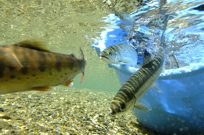仁淀川水系に、日本唯一の釣りができる クリスタルリバーを発見！ 来たる春、ここで釣りデビューはいかがでしょうか