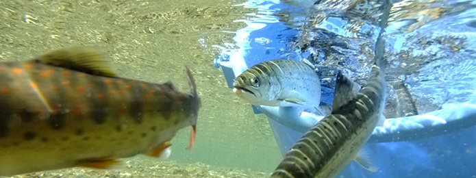 仁淀川水系に、日本唯一の釣りができる クリスタルリバーを発見！ 来たる春、ここで釣りデビューはいかがでしょうか