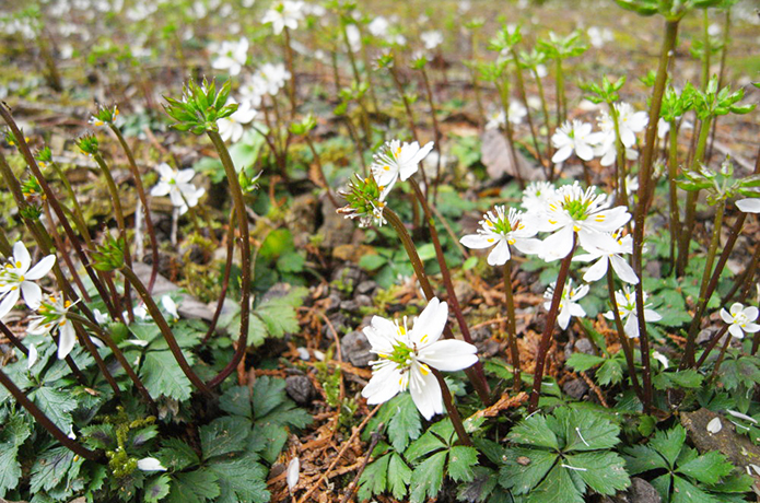 仁淀川水系で見つけた花園、ここから春を始めてみませんか？