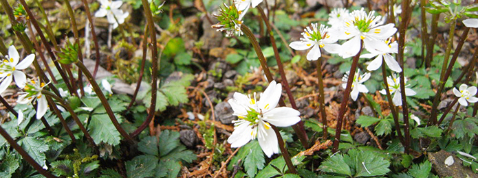 仁淀川水系で見つけた花園、ここから春を始めてみませんか？
