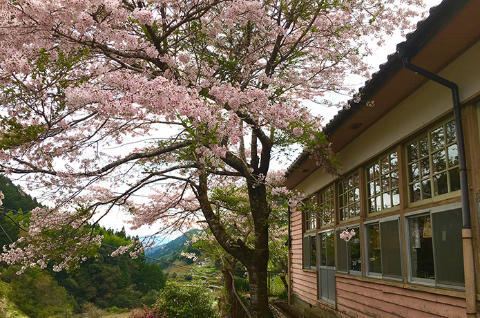 山里の桜とアメゴに会いに行く春のワンデイ・トリップ