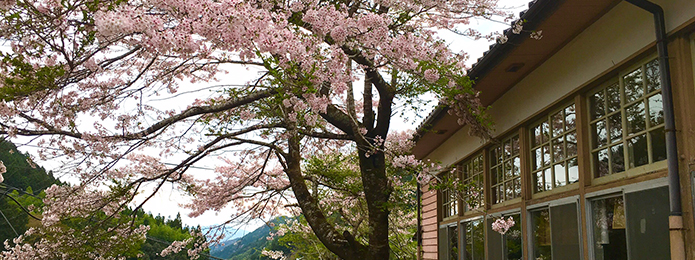 山里の桜とアメゴに会いに行く春のワンデイ・トリップ