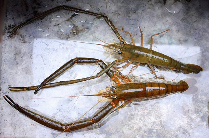 仁淀川の"心地よさ"の本質をさぐる