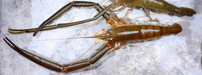 仁淀川の"心地よさ"の本質をさぐる