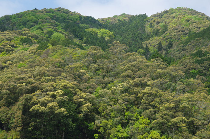 春の仁淀川では、 山々が大いに「笑う」のです