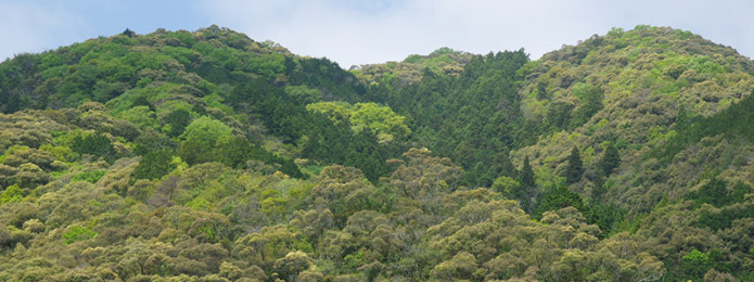 春の仁淀川では、 山々が大いに「笑う」のです