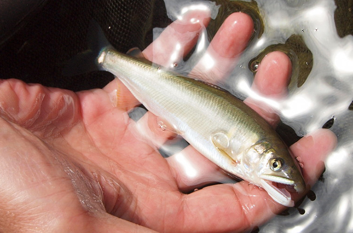 今年のアユ漁はいかに？それを占う特別採捕に参加してみた