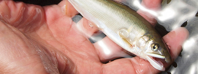 今年のアユ漁はいかに？それを占う特別採捕に参加してみた