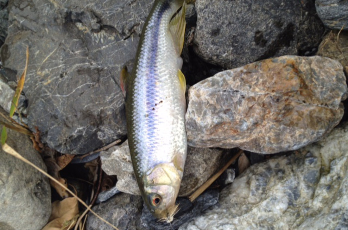 見かけの自然に騙されぬように！　ほんとうにいい川の条件