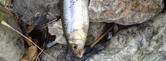 見かけの自然に騙されぬように！　ほんとうにいい川の条件