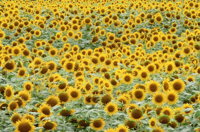 一人の農家さんが育て上げた20万本のひまわり畑