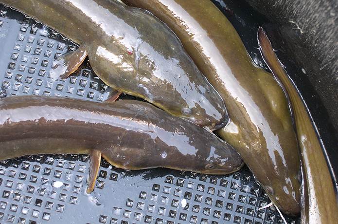 天然ウナギは、もう釣ってはいけない？