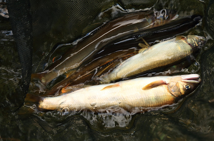 今年の仁淀のアユは大きいぞ！