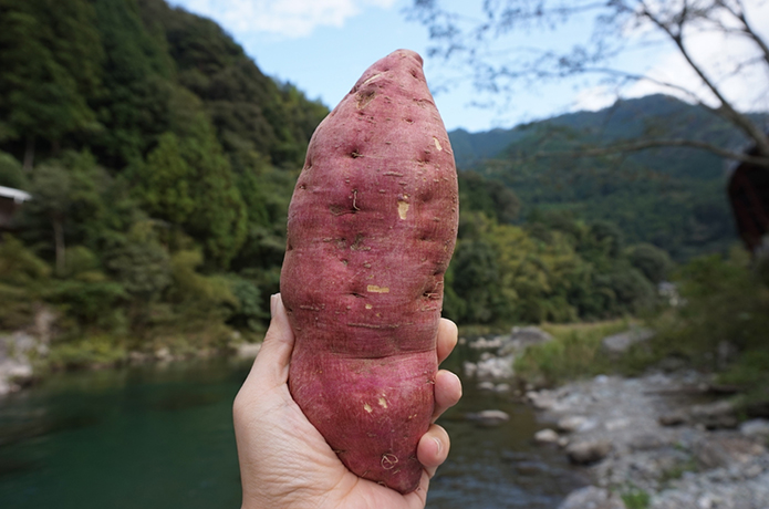 VIVA★新芋！ 今こそ食べたいお芋のお菓子