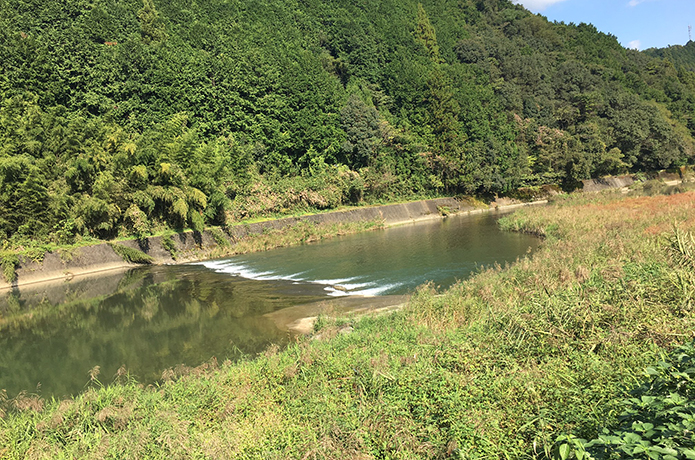 仁淀川の生物多様性は高いのか低いのか？