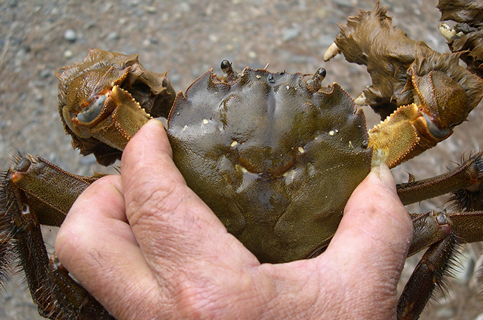 カニの旨い季節に「猿蟹合戦」とモクズガニを考えた