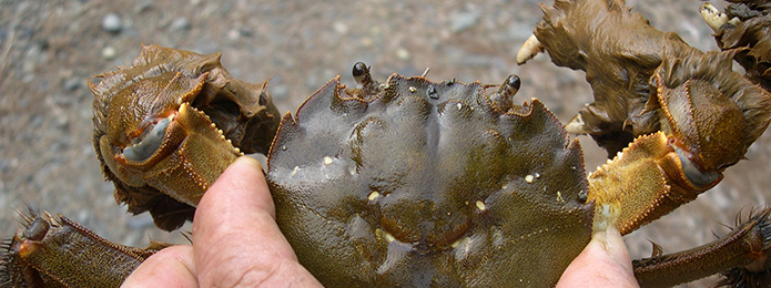 カニの旨い季節に「猿蟹合戦」とモクズガニを考えた