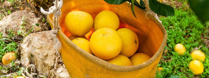 自称ブンタニスト、神の谷で文旦収穫を初体験するの巻