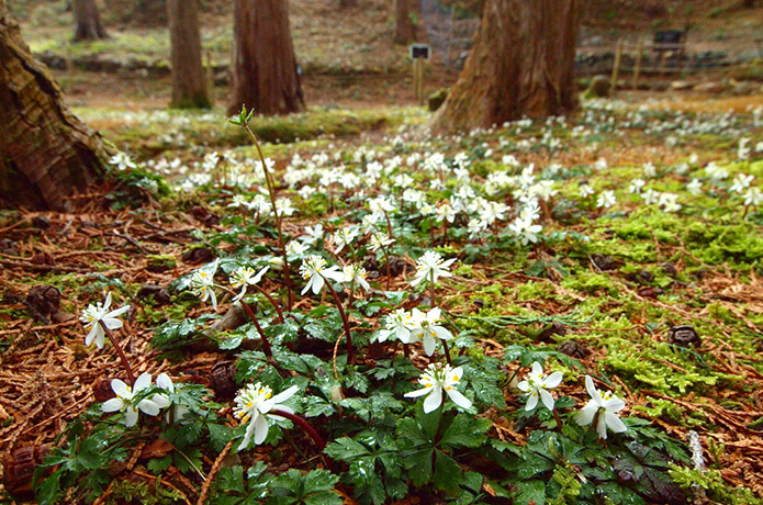 博士が愛した「林床の妖精」に会いにいく