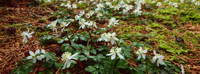 博士が愛した「林床の妖精」に会いにいく