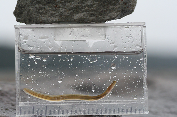 アナがあったら入りたい・・・