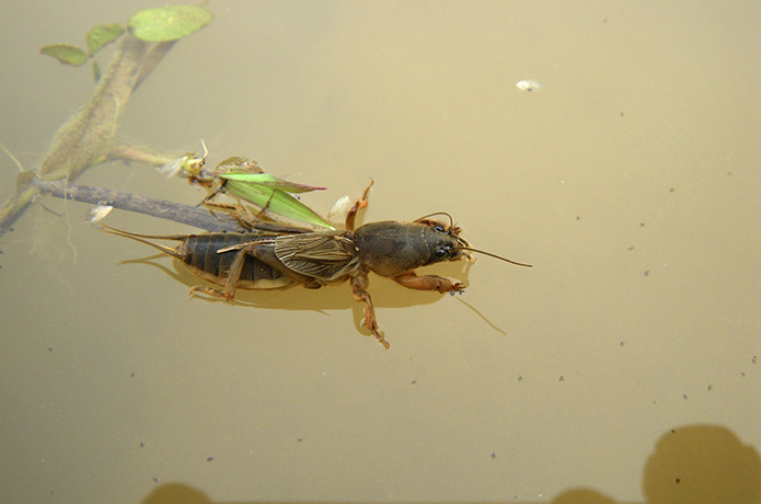 「仁淀川いきものがたり」　１・春の田んぼでケラと遊ぶ