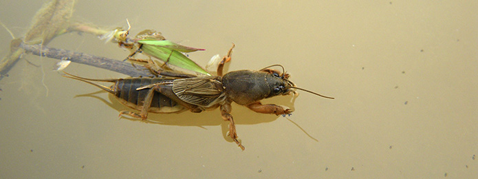 「仁淀川いきものがたり」　１・春の田んぼでケラと遊ぶ