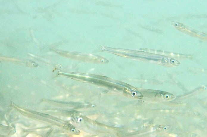 アユが帰って来た、大群だぞ～！