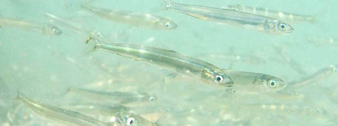 アユが帰って来た、大群だぞ～！