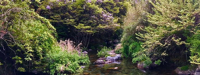 釣り師を楽しませてくれる渓谷の「ひとりお花見」