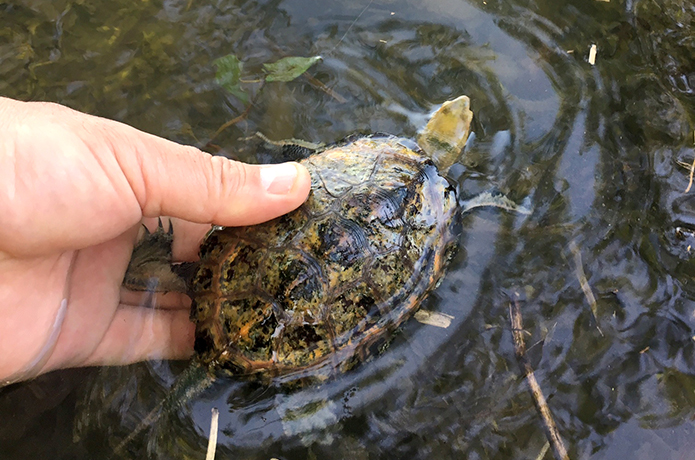 仁淀川生まれのイシガメ、川に帰る