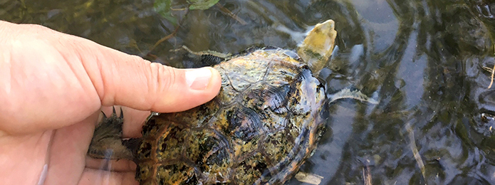 仁淀川生まれのイシガメ、川に帰る