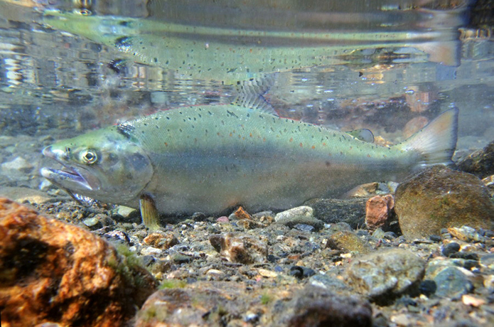 知られざる仁淀川の宝石  サツキマスに会いに行く