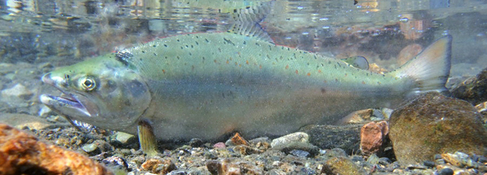 知られざる仁淀川の宝石  サツキマスに会いに行く