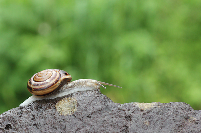 「仁淀川いきものがたり」最近、カタツムリを見ましたか？