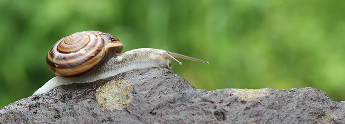 「仁淀川いきものがたり」最近、カタツムリを見ましたか？