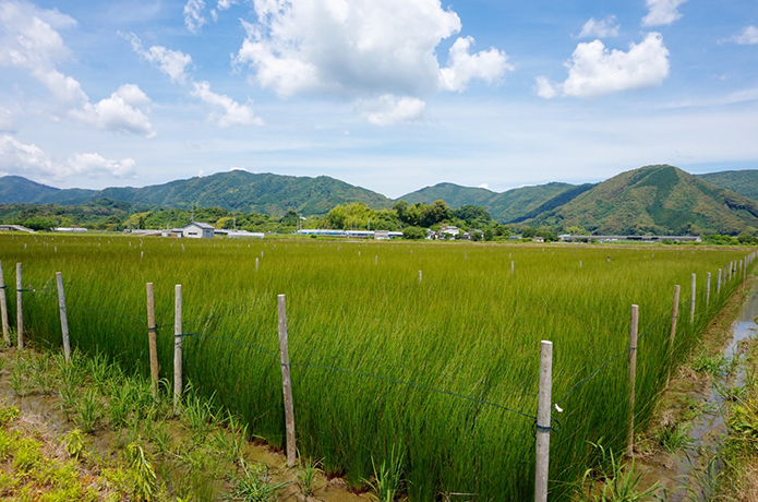「土佐い草」を知っていますか？