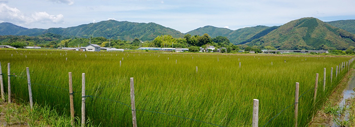 「土佐い草」を知っていますか？