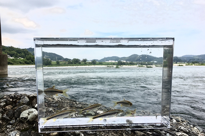 夏の川遊びのお伴にこんな特製水槽はいかが ～仁淀川移動水族館～