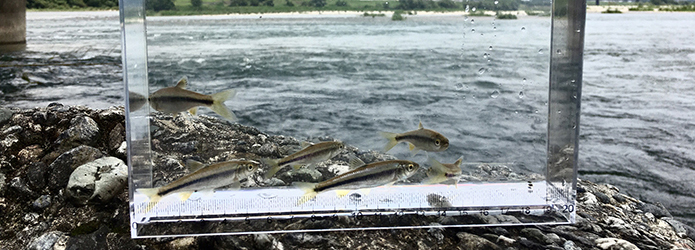 夏の川遊びのお伴にこんな特製水槽はいかが ～仁淀川移動水族館～